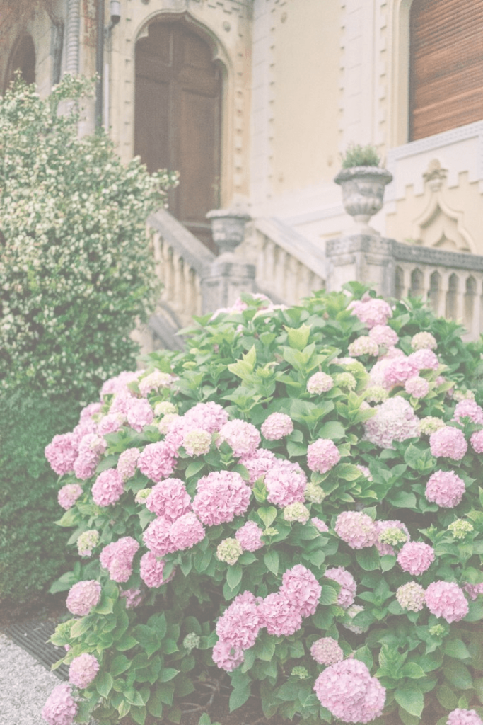 Northern Italy flowers