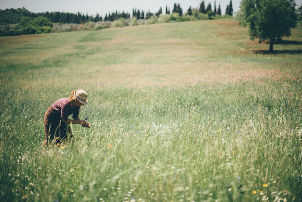 field with wild flowers in Italy